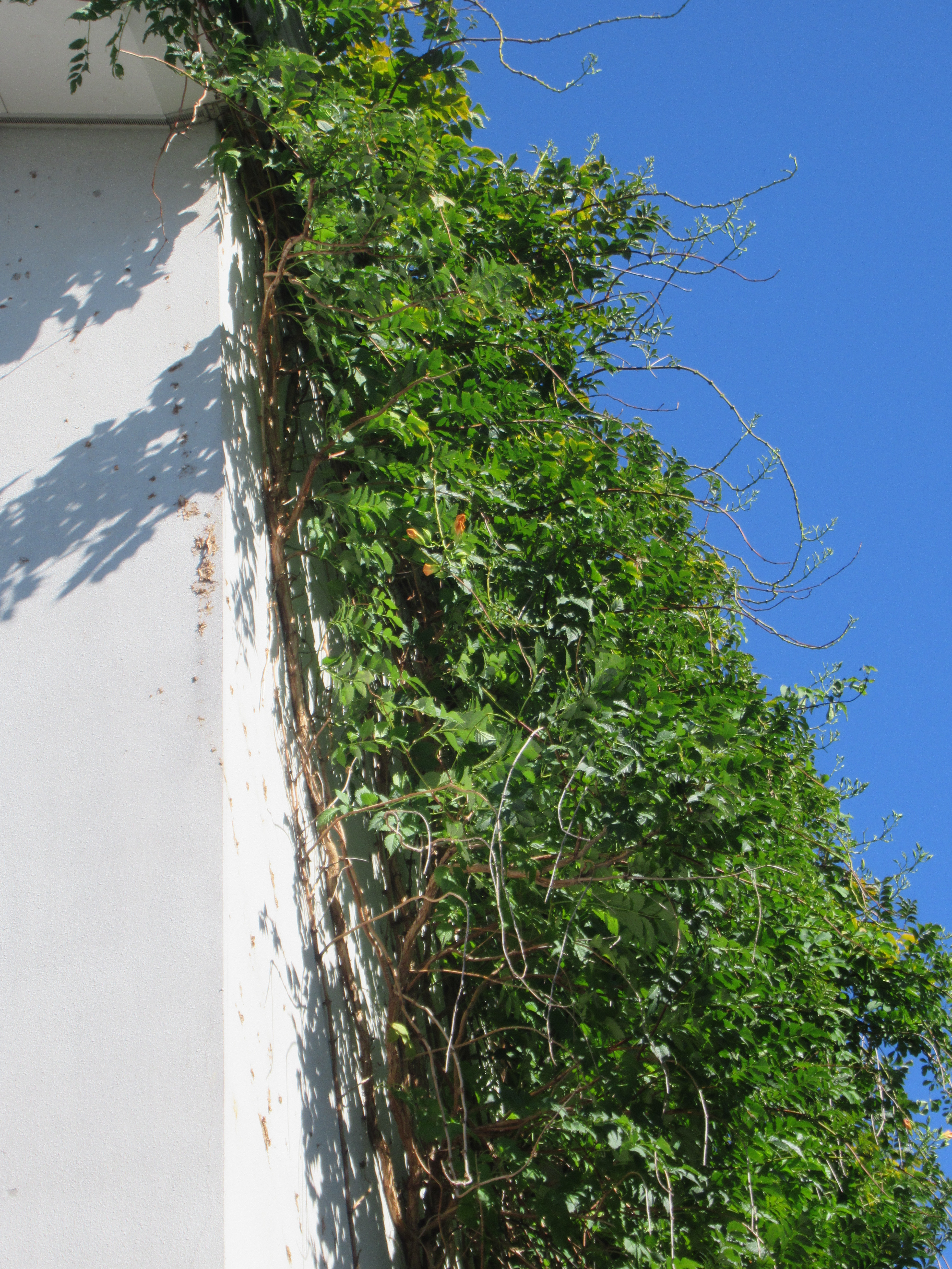 上尾市にて外壁塗装 蔦 つた 撤去方法 植物と外壁 上尾市の外壁塗装店 埼玉外壁塗装ライン